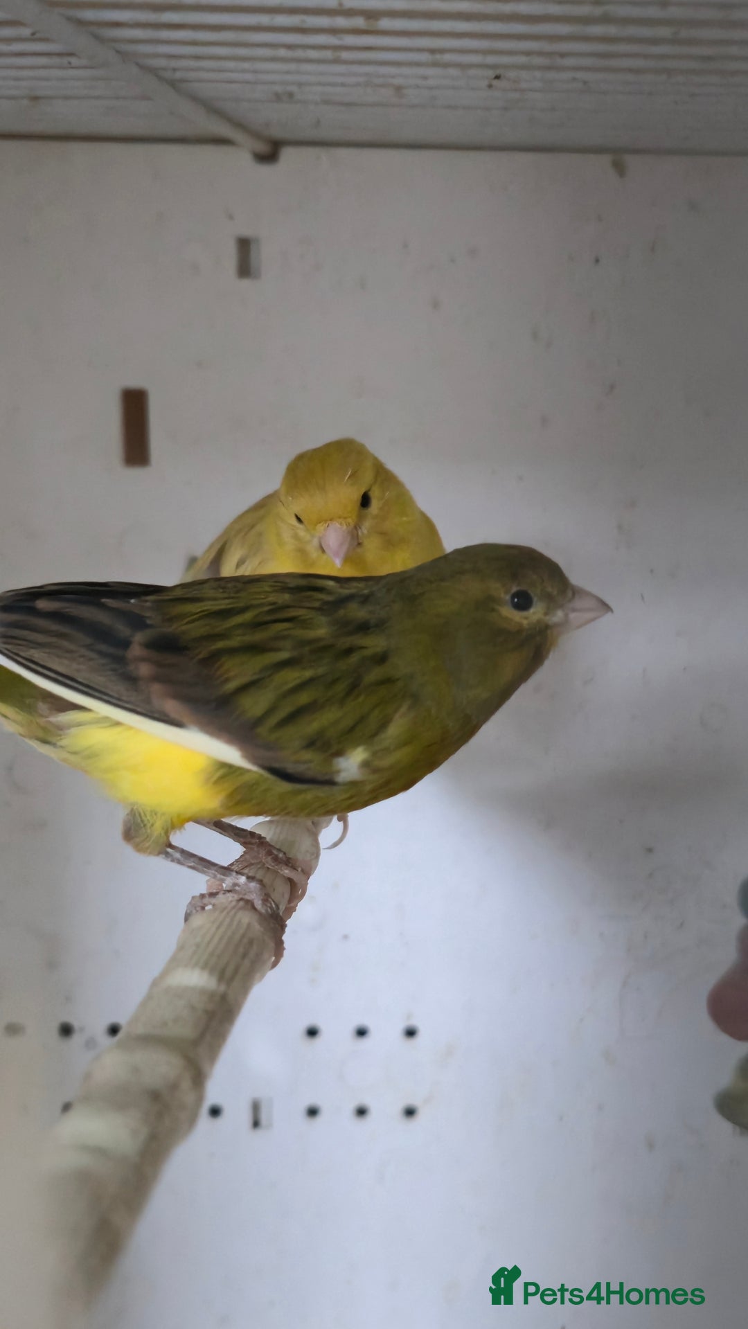 Canaries birds for sale: Canaries  - Image 2