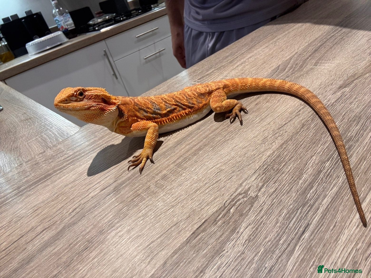 Bearded Dragon reptiles 2 female bearded dragons  - Advert 8