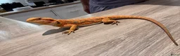 Bearded Dragon reptiles for sale: 2 female bearded dragons  in Herne Bay - Advert 1