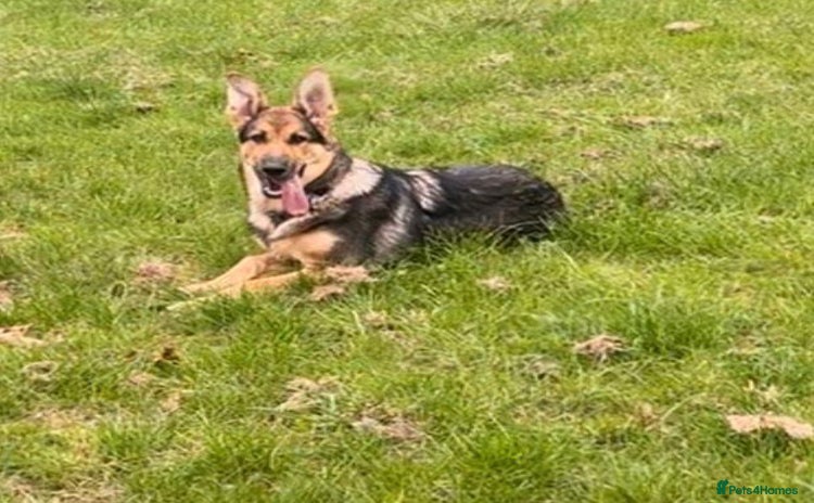 German Shepherd dogs - Advert 7