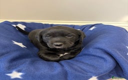 Borador dogs for sale: Gorgeous Lab x Collie pups - Image 2