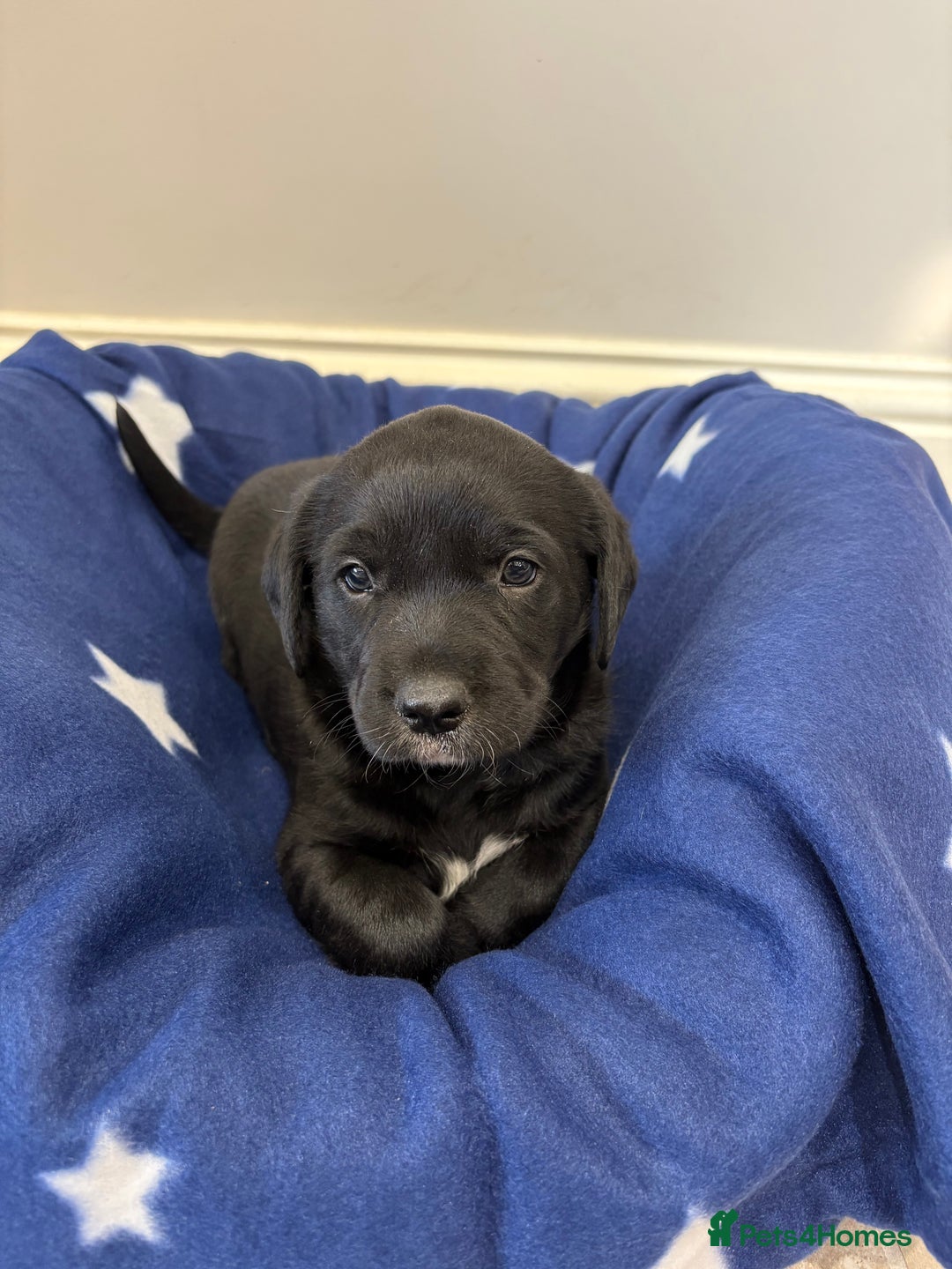 Borador dogs for sale: Gorgeous Lab x Collie pups - Image 2