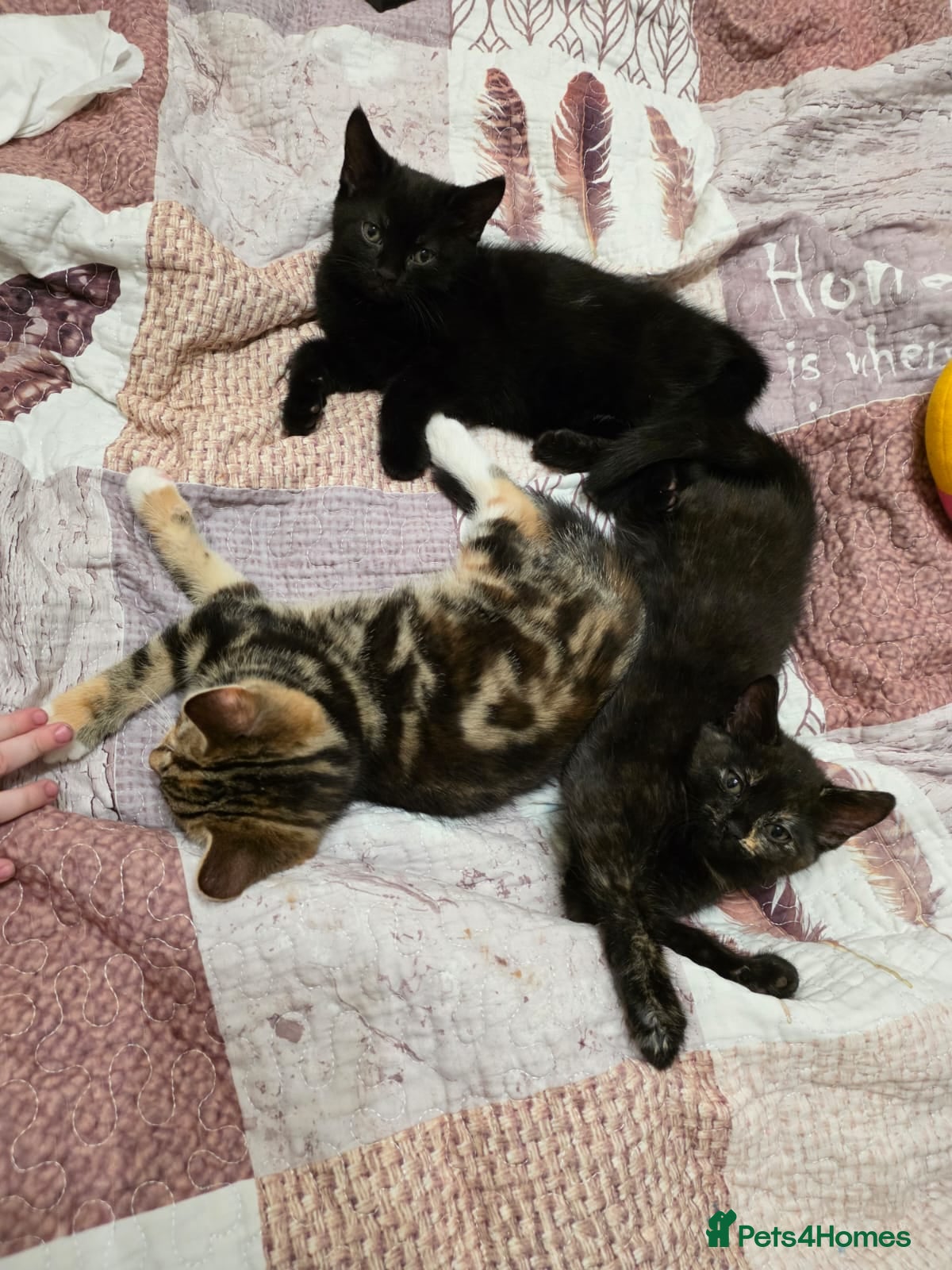 Mixed Breed cats Mixed Breed Kittens - Advert 1