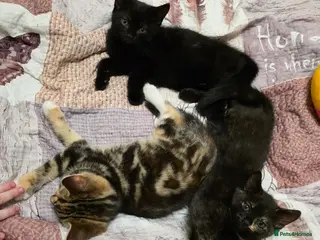 Mixed Breed cats Mixed Breed Kittens - Advert 1