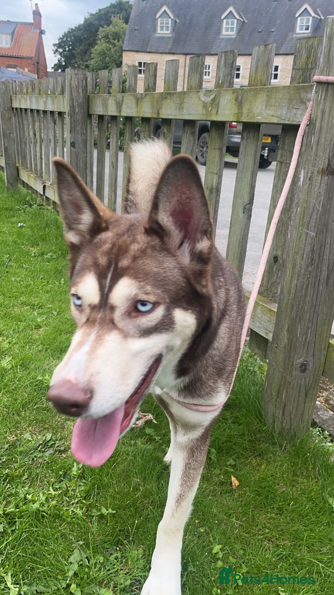 Siberian Husky dogs for sale: Siberian husky - Advert 7