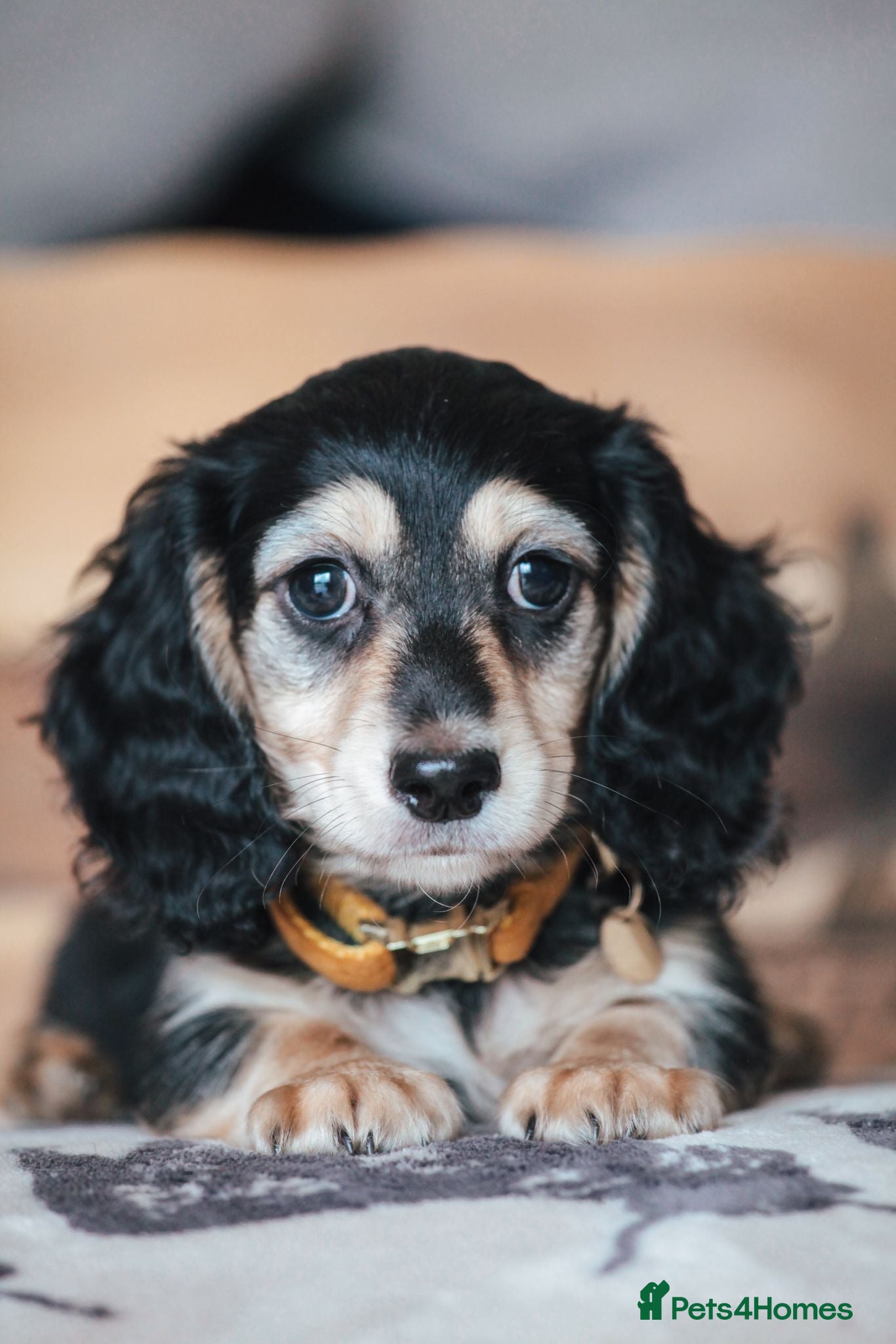 Miniature Dachshund dogs Pedigree Longhaired Miniature Dachshund Waitlist  - Advert 10