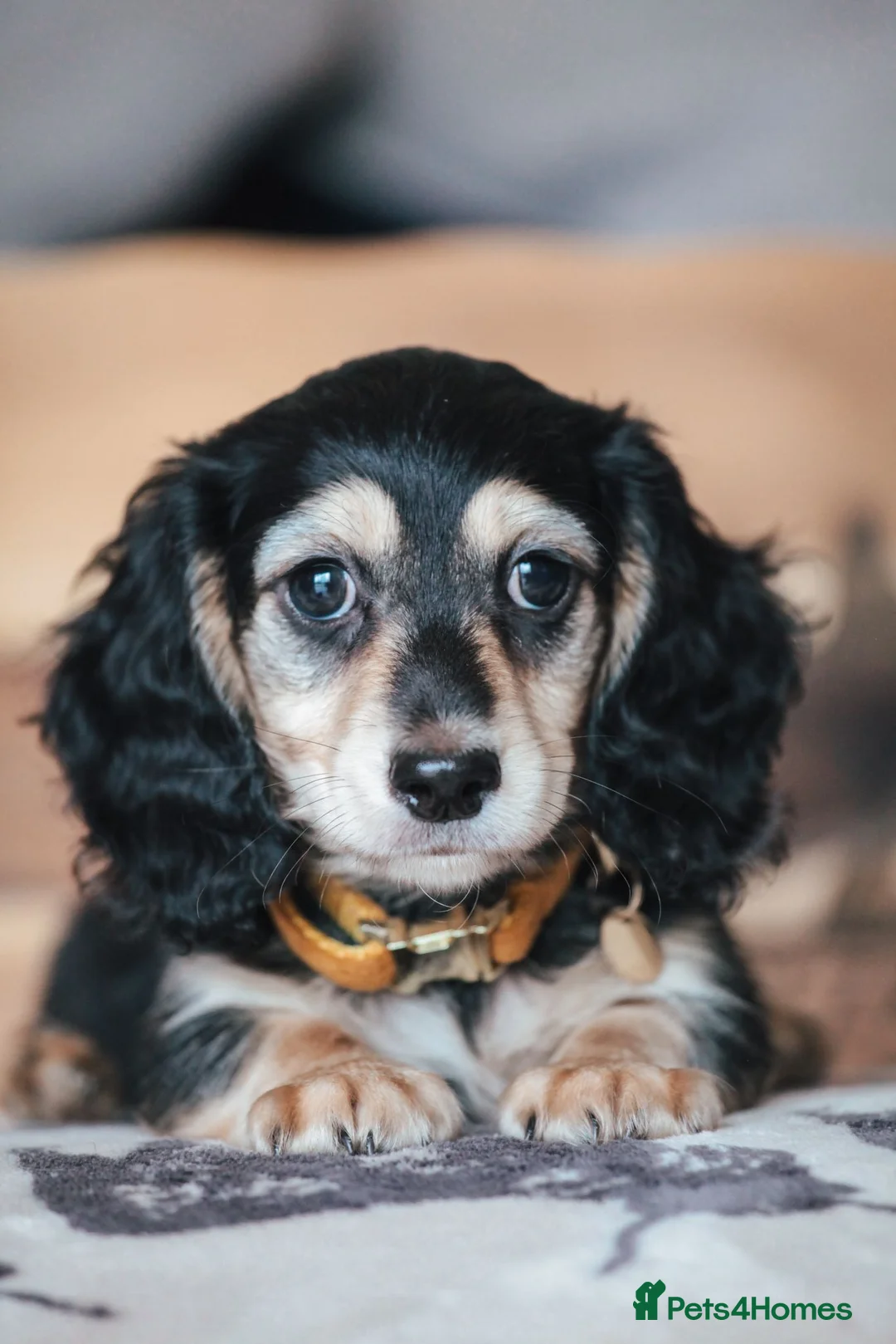 Miniature Dachshund dogs for sale: Pedigree Longhaired Miniature Dachshund Waitlist  - Advert 2