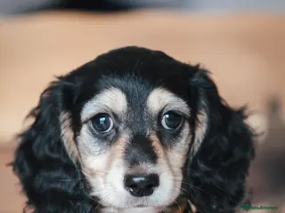 Miniature Dachshund dogs Pedigree Longhaired Miniature Dachshund Waitlist - Advert 10