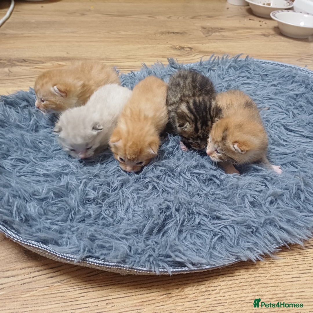 Mixed Breed cats for sale: Lovely kittens😻😻😽😽❤️ - Advert 15