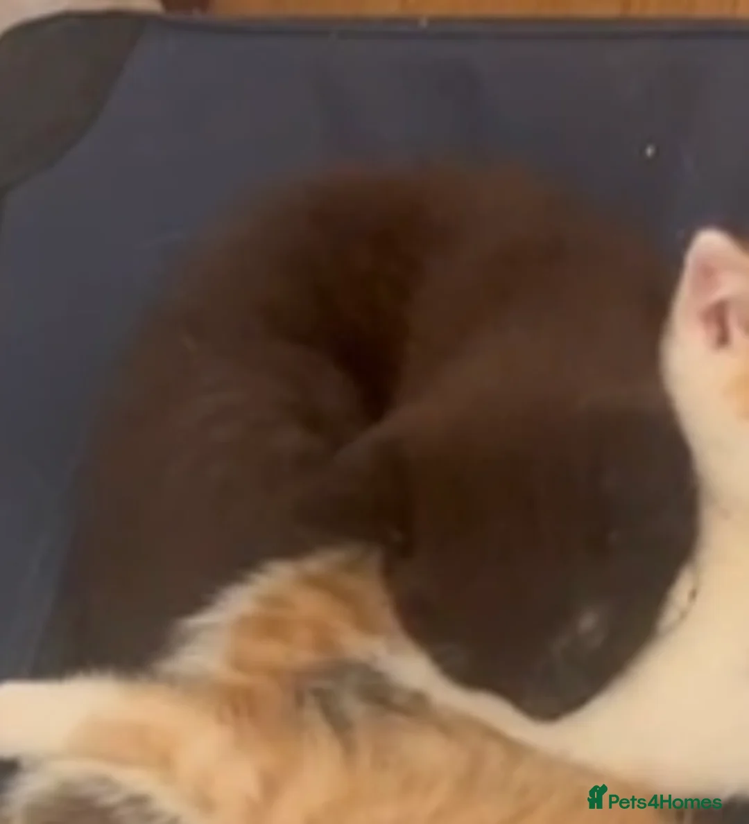 Mixed Breed cats for adoption: 1 gorgeous rescue kitten left to reserve  - Advert 3