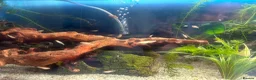 Danios fish for sale: Baby Golden Danio  - Advert 2