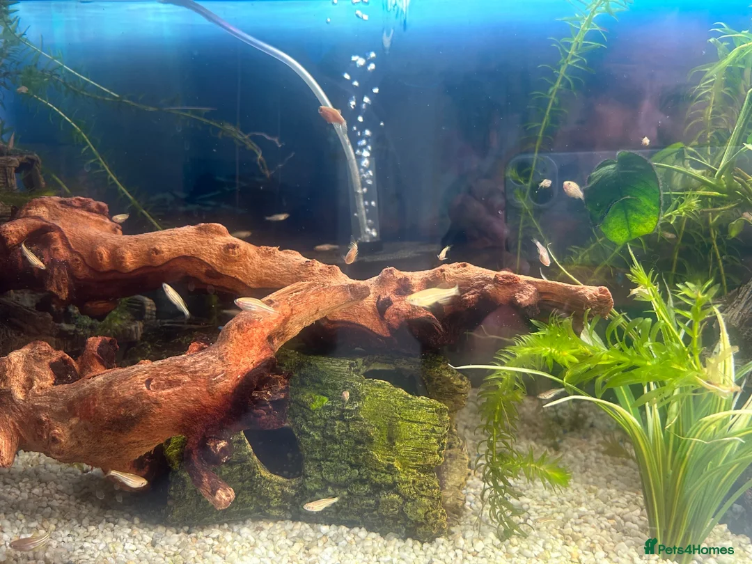 Danios fish for sale: Baby Golden Danio  - Advert 2