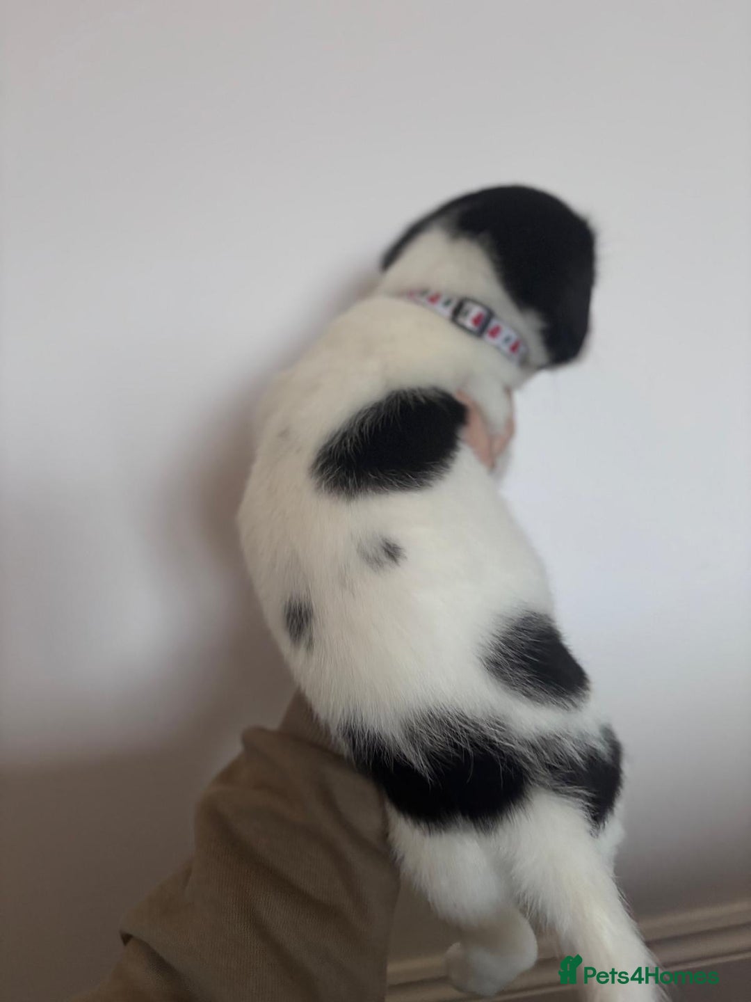 Mixed Breed dogs for sale: 3 beautiful Bichon Maltese mixed breed pups - Advert 4