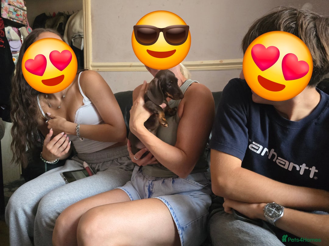 Miniature Dachshund dogs for sale: Minature Dachshund Puppy - Image 19