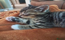 Mixed Breed cats for sale: 3 BEAUTIFUL KITTENS 😸 AVAILABLE STRAIGHT AWAY  - Advert 8