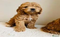 Cockapoo dogs for sale: Toy Yankee doodles American cockapoo - Image 4