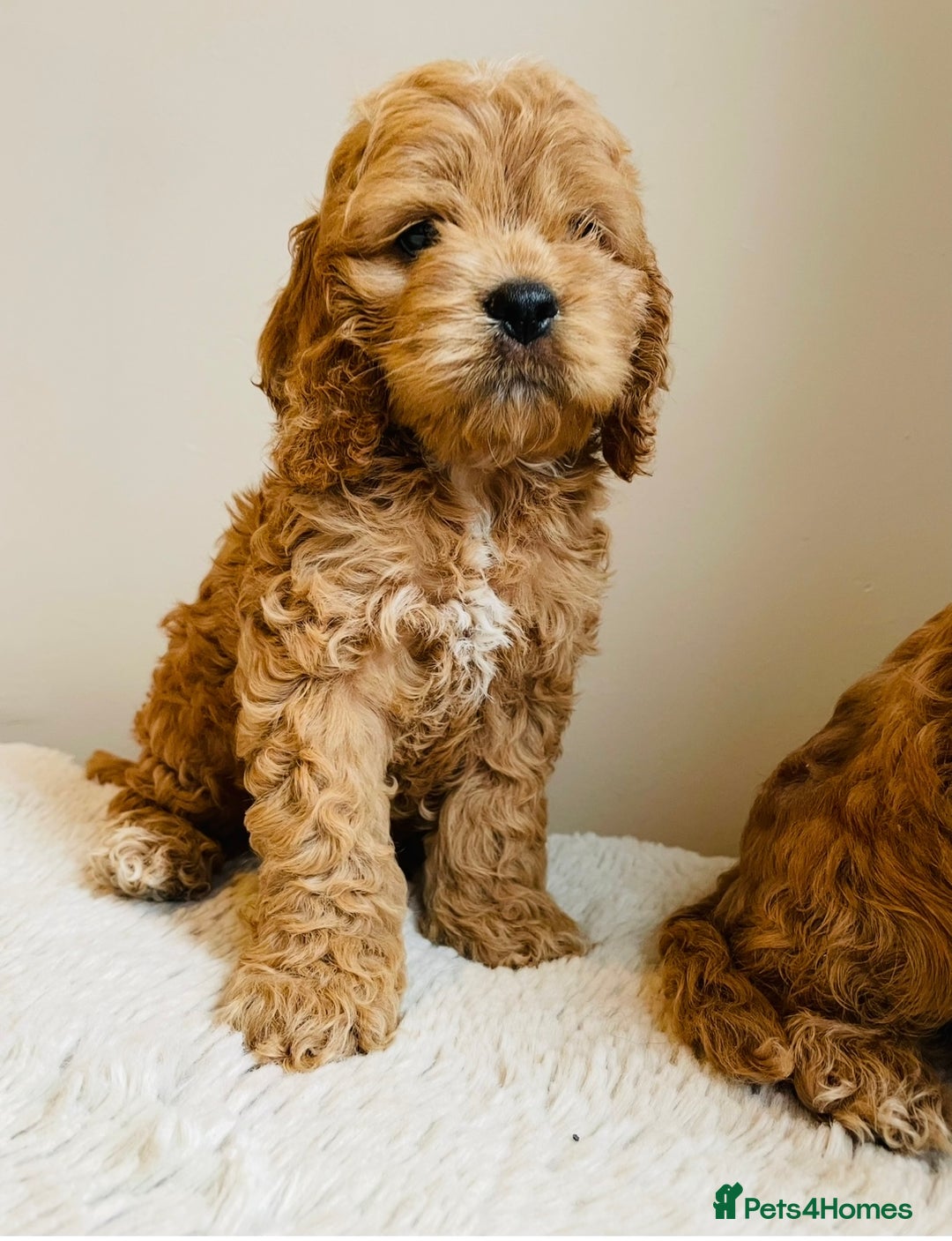 Cockapoo dogs for sale: Toy Yankee doodles American cockapoo - Image 4