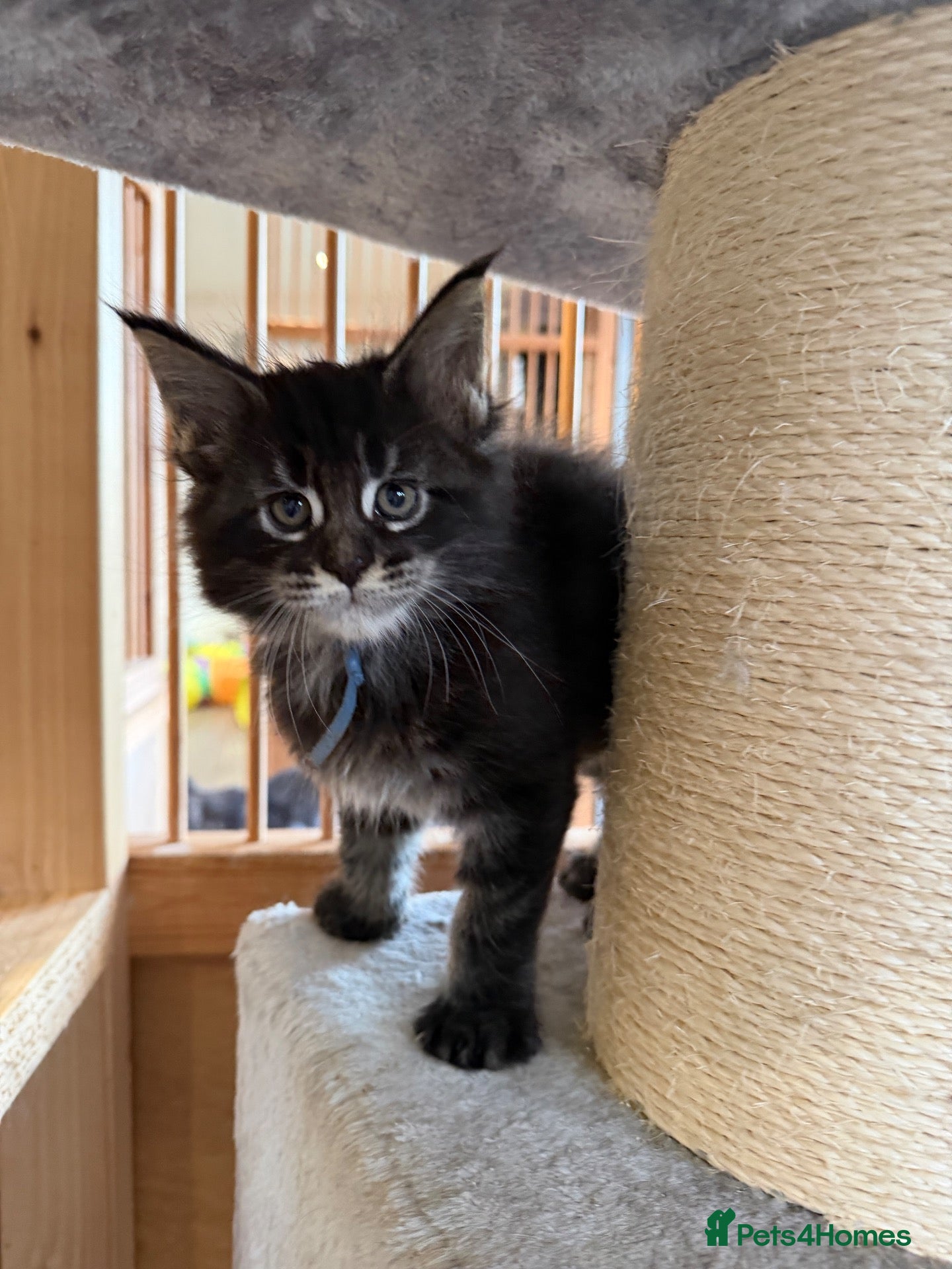 Maine Coon cats for sale: Beautiful Chunky Maine coon GCCF reg boys  - Advert 2