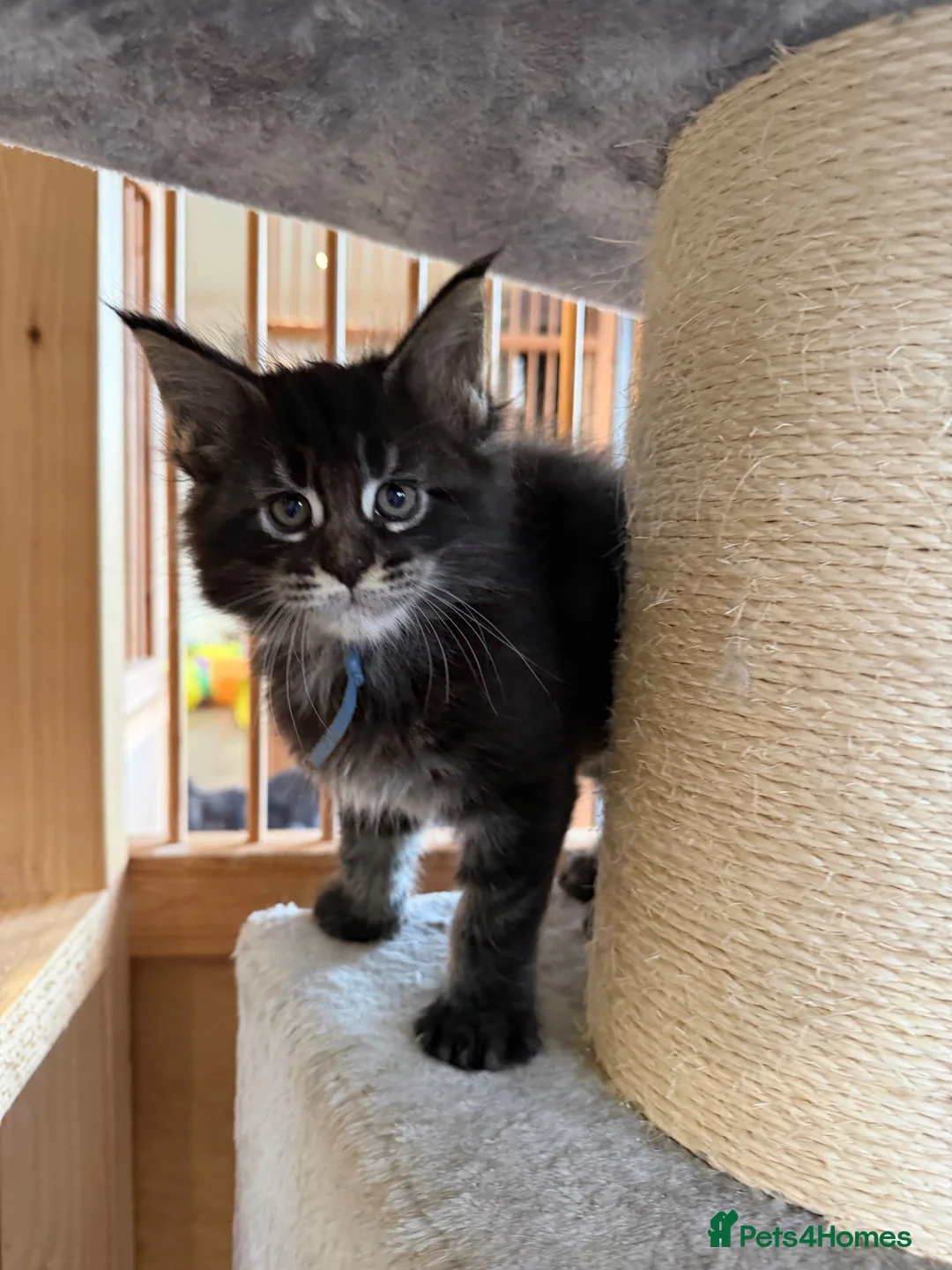 Maine Coon cats for sale: Beautiful Chunky Maine coon GCCF reg boys  - Advert 2
