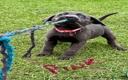 Labrador Retriever dogs for sale: Beautiful Silver Labrador pups  - Image 13