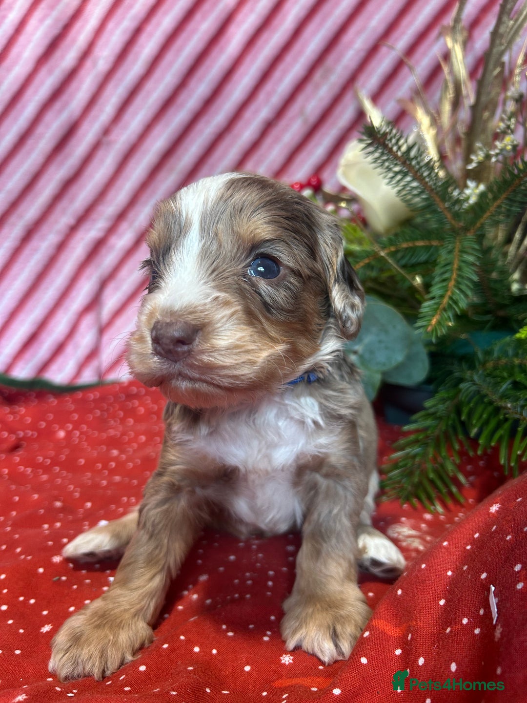 Cockapoo dogs for sale: Cute F1 cockapoo puppies  - Advert 30