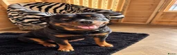 Rottweiler dogs for sale: KC Registered Rottweilers puppies  - Advert 10