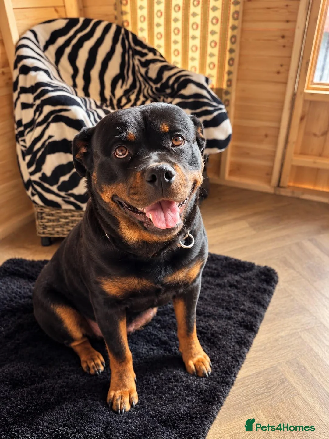 Rottweiler dogs for sale: KC Registered Rottweilers puppies  - Advert 10