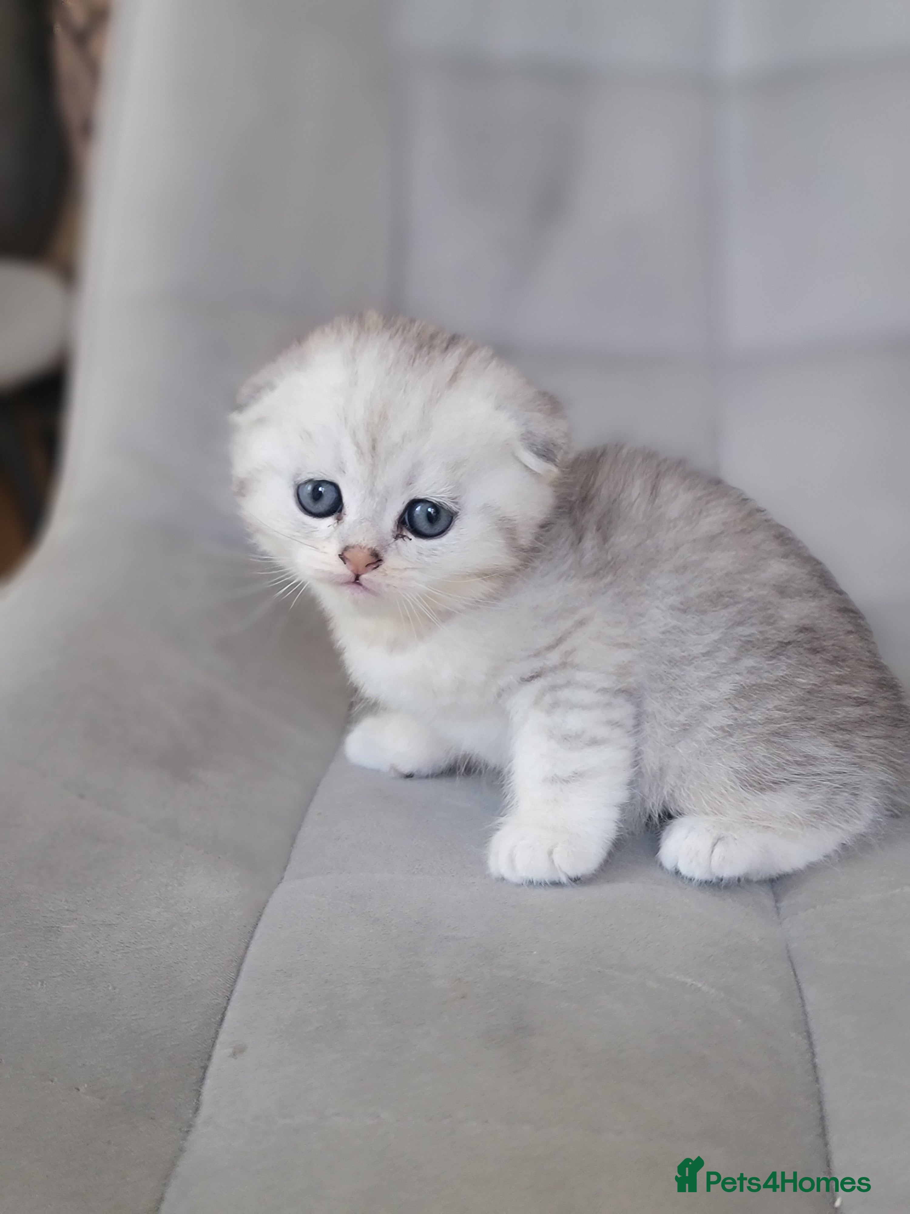 Scottish Fold cats Beautiful and healthy Scottish fold kittens - Advert 1