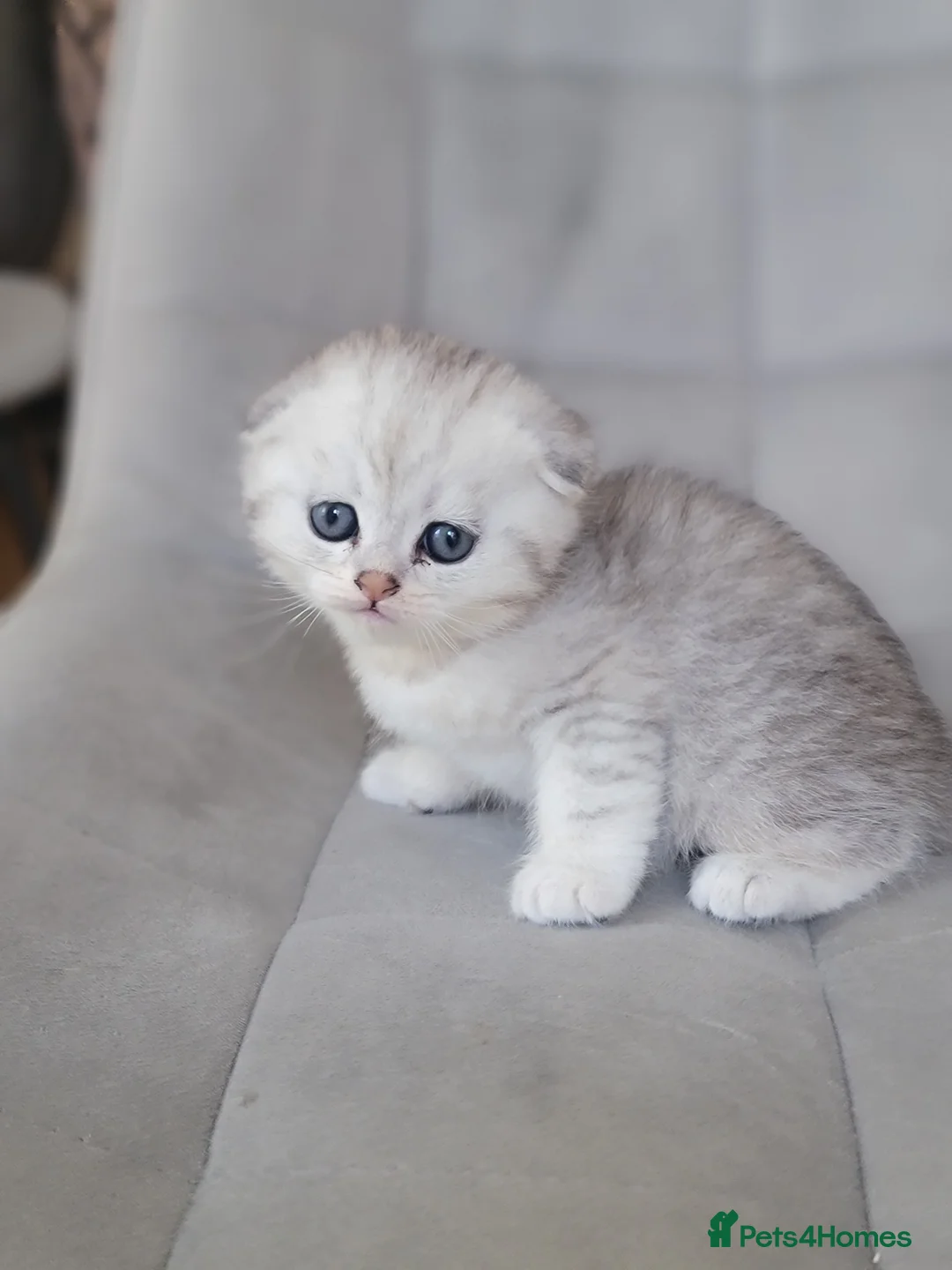 Scottish Fold cats for sale: Beautiful and healthy Scottish fold kittens - Advert 1