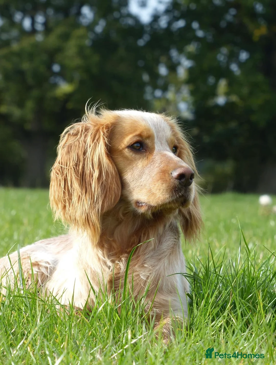 Cocker Spaniel dogs for stud: John- 3rd generation Elishade cocker  - Advert 2