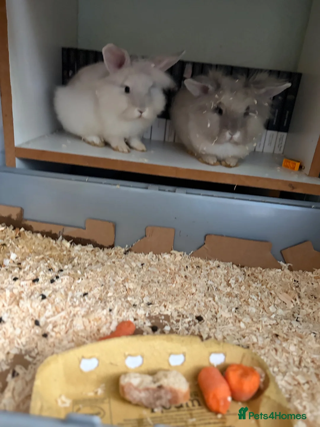 Lionhead rabbits for sale: Lovely little bunnies !  - Advert 2