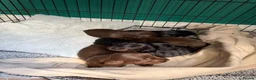 Dachshund dogs for sale: Dachshund puppies  - Advert 12