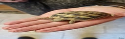Hermann Tortoise reptiles for sale: Hermanns Tortoise  - Advert 2