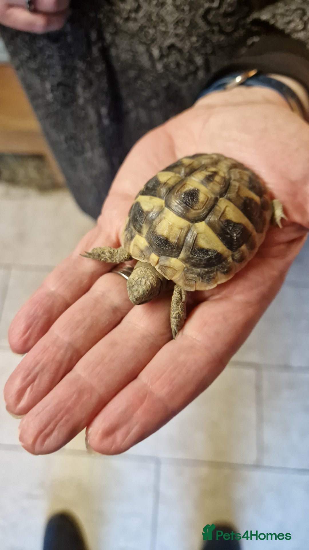Hermann Tortoise reptiles for sale: Hermanns Tortoise  - Advert 2