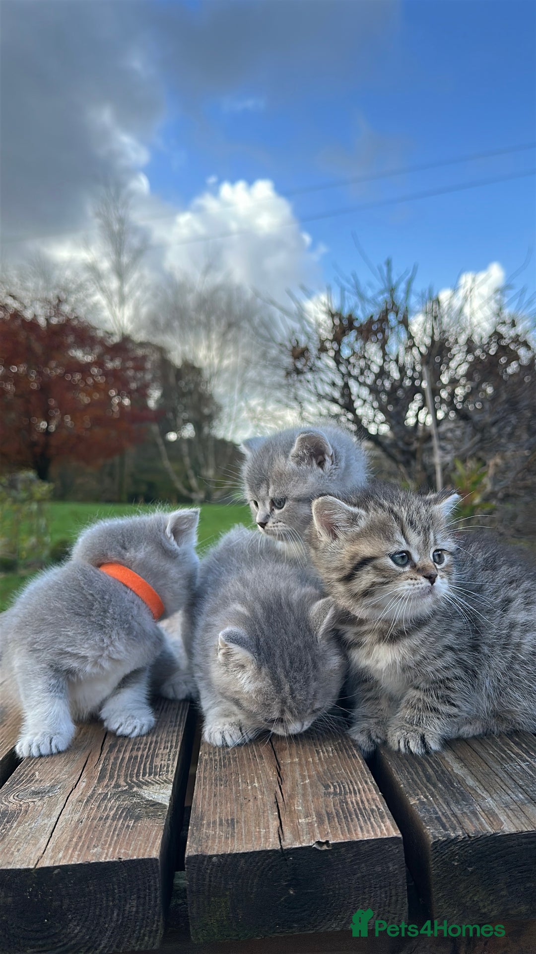 British Shorthair cats for sale: British Shorthair kittens  - Image 18