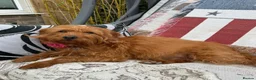 Labradoodle dogs for sale: Absolutely beautiful, F1bb Miniature Labradoodles  - Advert 9