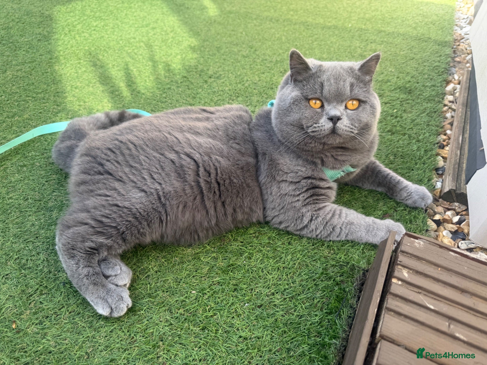 British Shorthair cats Gccf registered BSH Blue Stud - Advert 1
