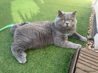British Shorthair cats Gccf registered BSH Blue Stud - Advert 3