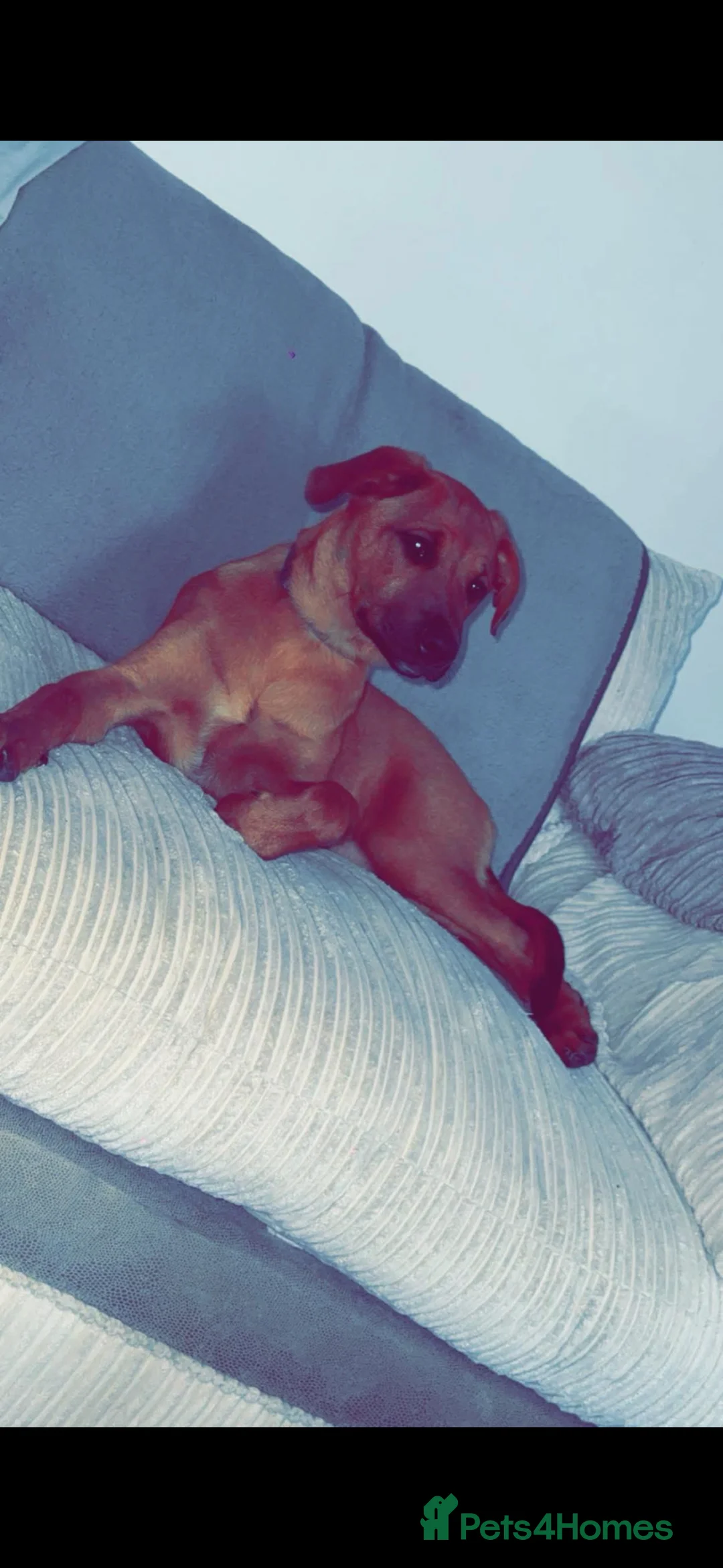 Mixed Breed dogs for sale: Lola is looking for her forever home  - Advert 4