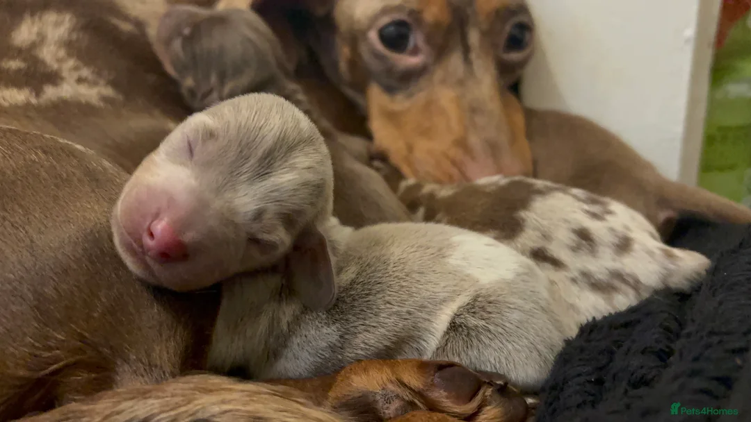 Miniature Dachshund dogs for sale: Miniature Dachshund Pups looking for Loving Homes - Advert 7