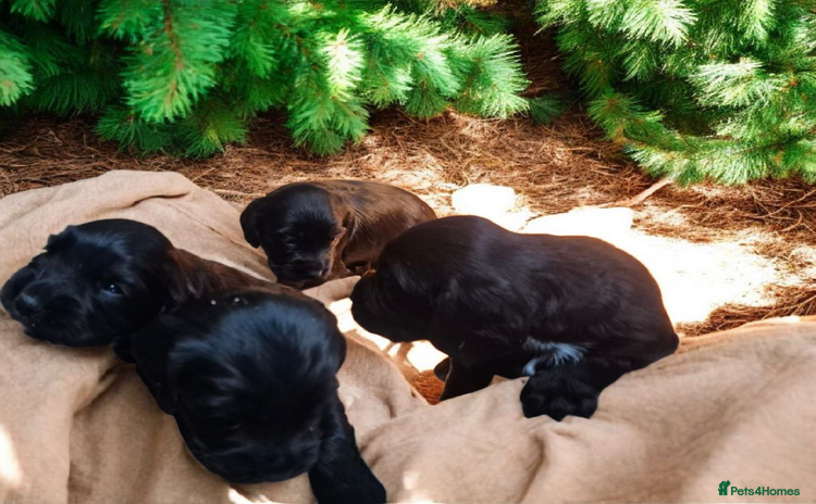 Sprocker dogs - Advert 7