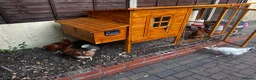 Chickens poultry for sale: 4 Hens for £70 in Manchester - Advert 5