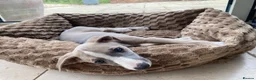 Whippet dogs for sale: KC Registered Pedigree Whippet Puppies for Sale in Salisbury - Advert 5