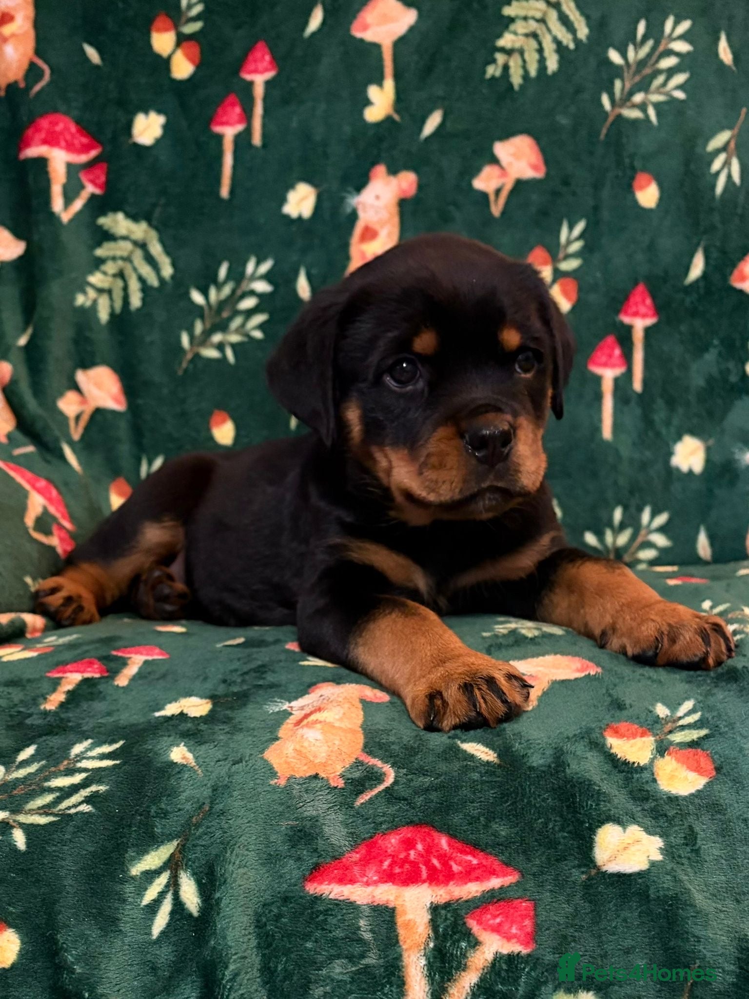Rottweiler dogs Beautiful Rottweiler Puppies Available  - Advert 2