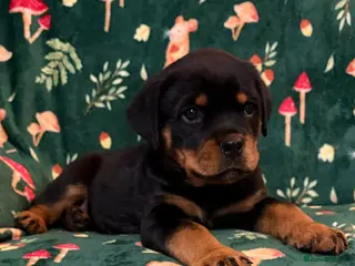 Rottweiler dogs Beautiful Rottweiler Puppies Available - Advert 2