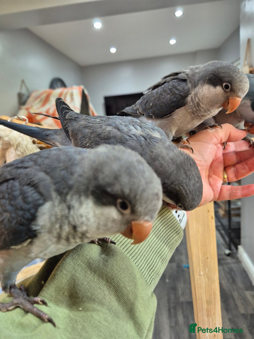 Parrots birds for sale: Handreared baby Quaker parrots Dna tested - Image 9