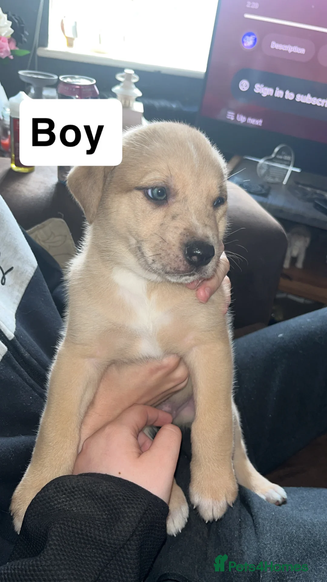 Mixed Breed dogs for sale: Puppies for sale so far they’re 6 weeks old  in Saltburn-by-the-Sea - Advert 9