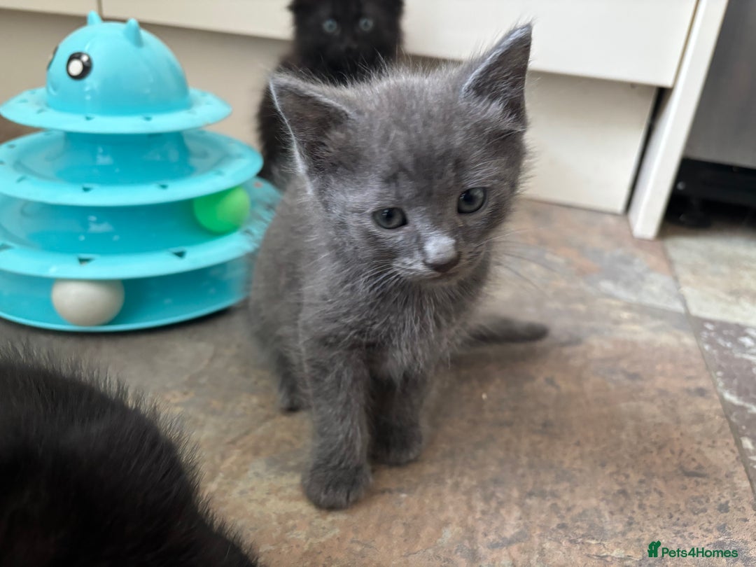 Russian Blue cats for sale: Russian Blue x Ragdoll Kittens - Image 15