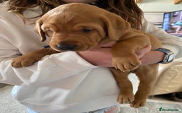 Labrador Retriever dogs for sale: Labradore puppies for sale  in Warwick - Image 10
