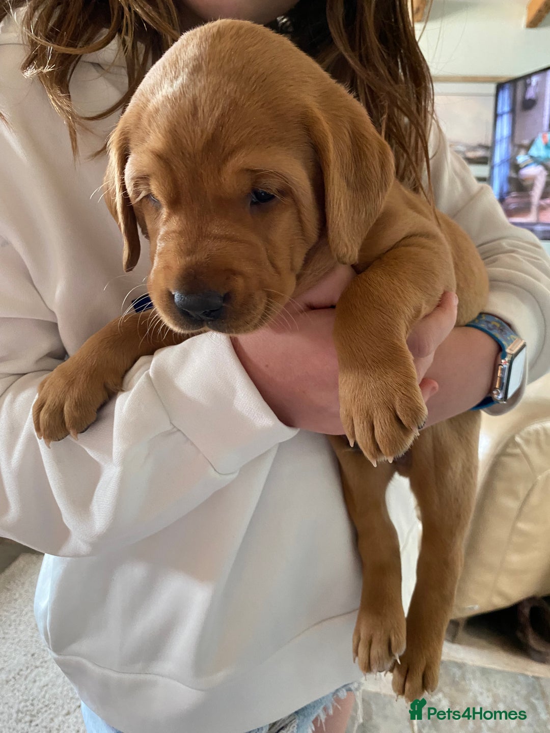 Labrador Retriever dogs for sale: Labradore puppies for sale  in Warwick - Image 10